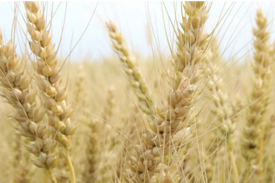 1.こだわり抜いた「素材」